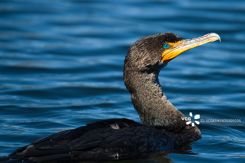 美国佛罗里达州大沼泽地湖中游泳的鸭子特写图片素材