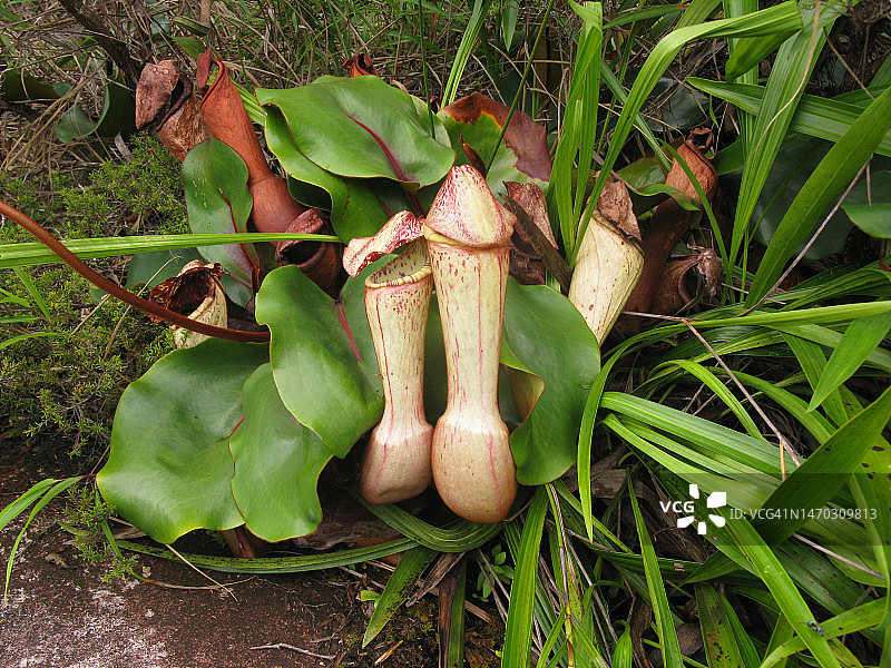 世界上的唯一，印度尼西亚图片素材