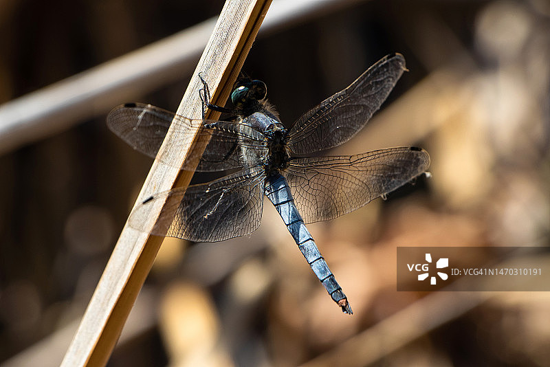 蜻蜓栖息在树枝上的特写，保加利亚图片素材