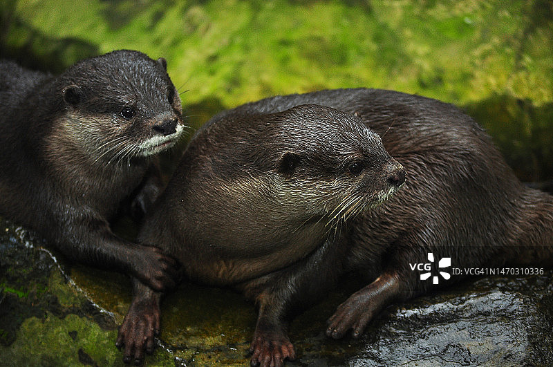 印度尼西亚巴厘岛岩石上海豹特写图片素材