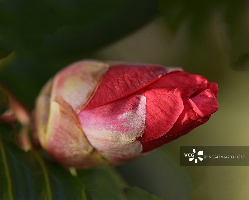 红色玫瑰特写，法国图片素材