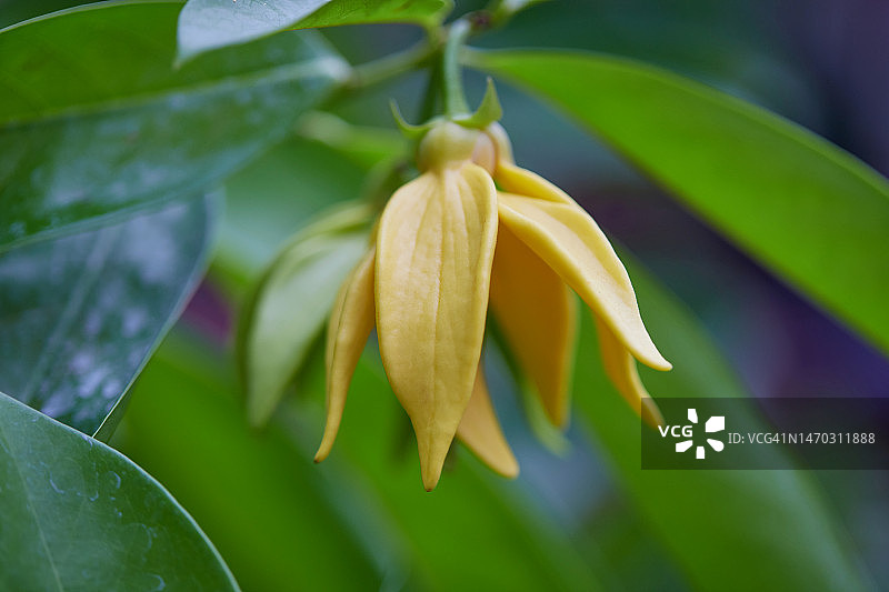 泰国曼谷依兰花特写图片素材