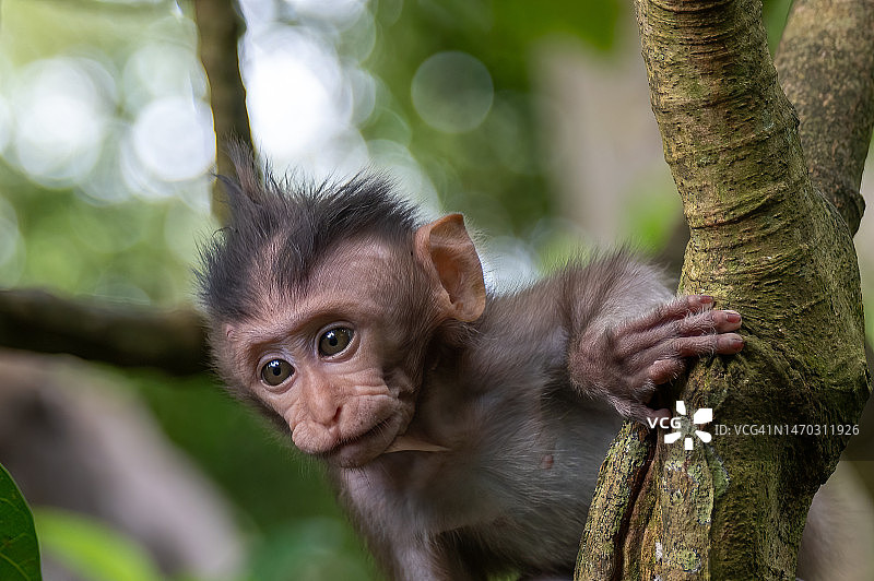 印度尼西亚巴厘岛树上的猴子特写图片素材