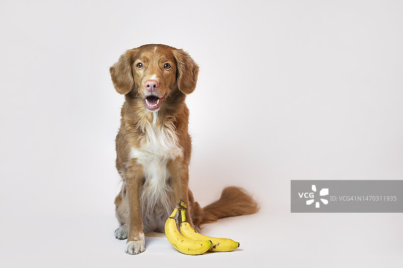 波兰水果狗图片素材