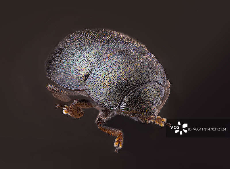 德国法兰克福黑色背景上的昆虫特写图片素材