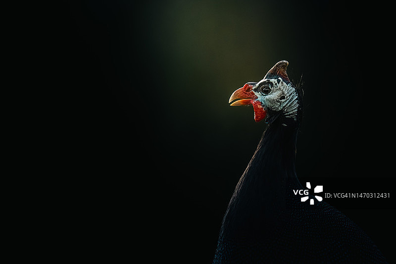 阿根廷布宜诺斯艾利斯省坦迪尔公鸡特写，黑色背景图片素材