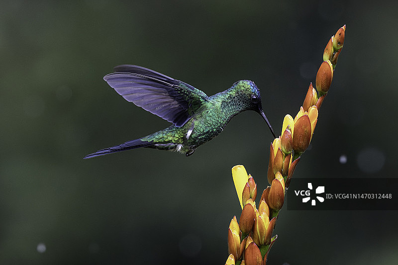 巴西，蜂鸟飞过花丛的特写镜头图片素材