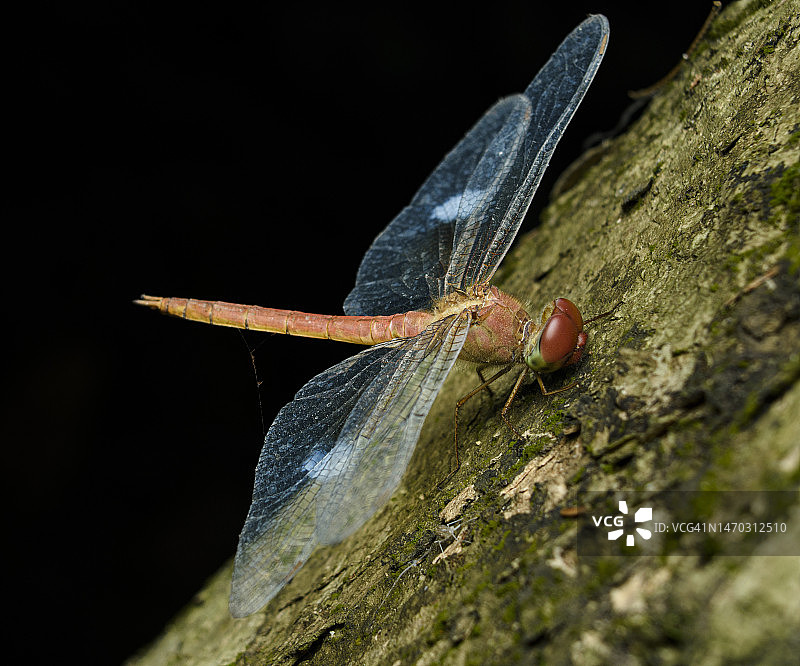 珊瑚尾云翅蜻蜓，达卡，孟加拉国图片素材