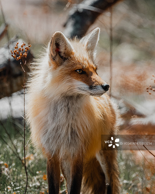 看向远方的猫特写，美国佛罗里达州图片素材