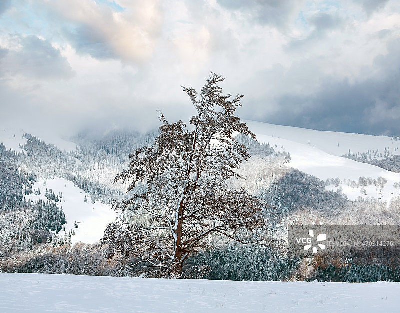 乌克兰山区大山毛榉树上的第一场冬雪图片素材