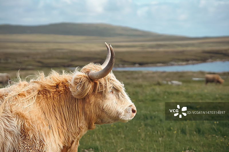 苏格兰高地牛侧视图，外赫布里底群岛，哈里斯岛，英国图片素材