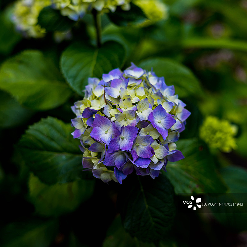 紫色绣球花特写，澳大利亚维多利亚州马里斯维尔图片素材