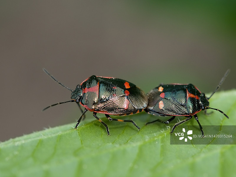 树叶上的昆虫特写，捷克图片素材