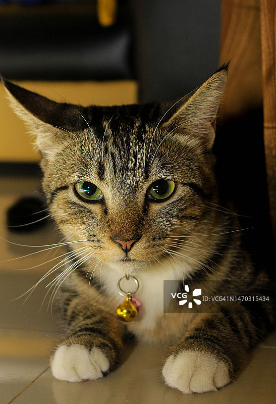 家中坐着的猫咪特写，印度尼西亚雅加达南部图片素材