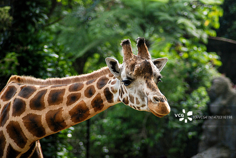 印度尼西亚，树木背景下的长颈鹿特写图片素材