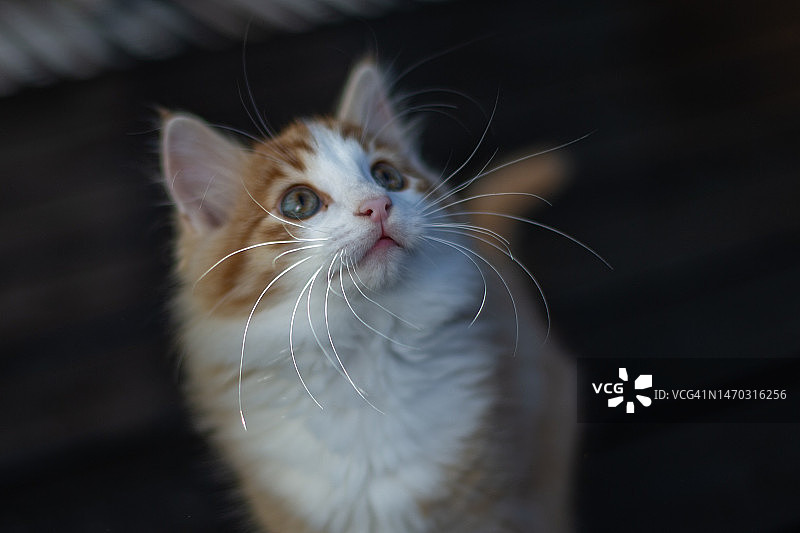 看向远方的猫咪特写，印度尼西亚图片素材