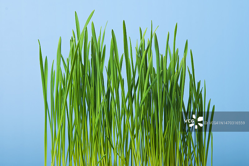 蓝色天空下的新鲜绿草特写，俄罗斯图片素材