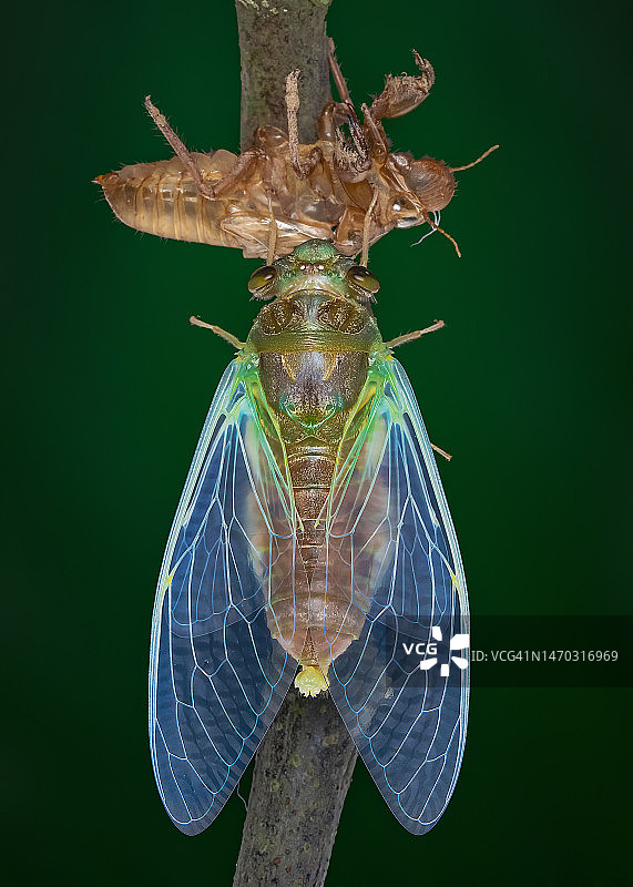 叶子上的昆虫特写，越南图片素材