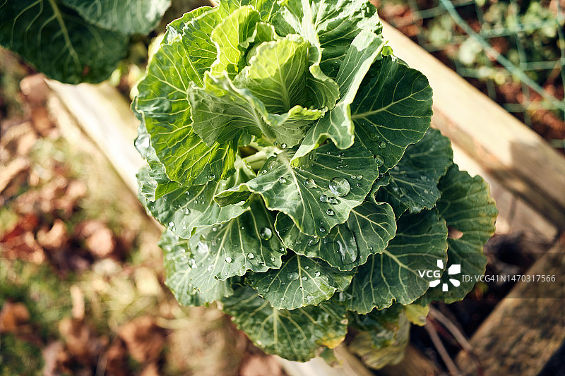 冬季花园里剩下的球芽甘蓝图片素材