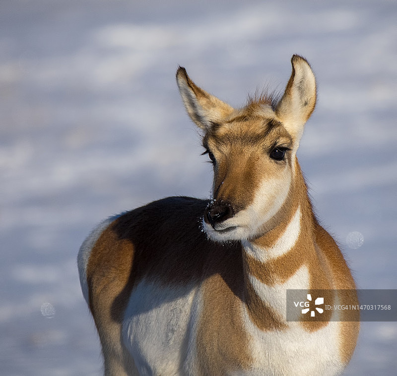叉角羚雌性肖像图片素材