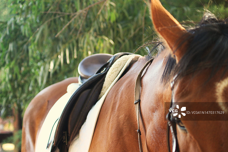 阿根廷布宜诺斯艾利斯省佩德罗卢罗马匹特写图片素材