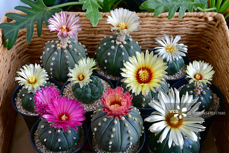 盛开的星兜，黄色和粉红色的花朵，泰国曼谷图片素材