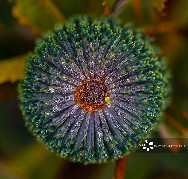 紫色花朵特写，澳大利亚堪培拉图片素材