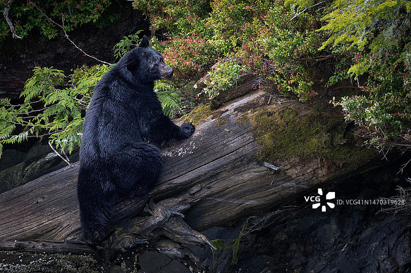 加拿大克拉阔特森林中坐在岩石上的猴子侧视图图片素材