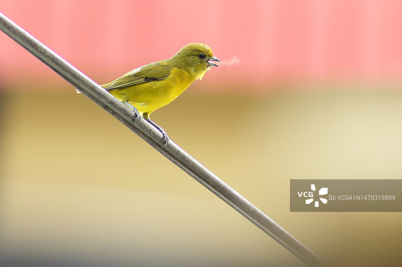 栖息在电缆上的鸣禽特写，厄瓜多尔图片素材