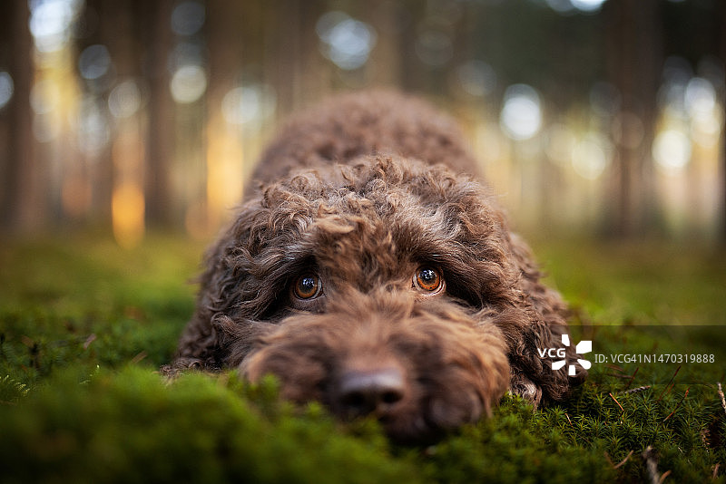 荷兰田野里的拉布拉多贵宾犬特写图片素材