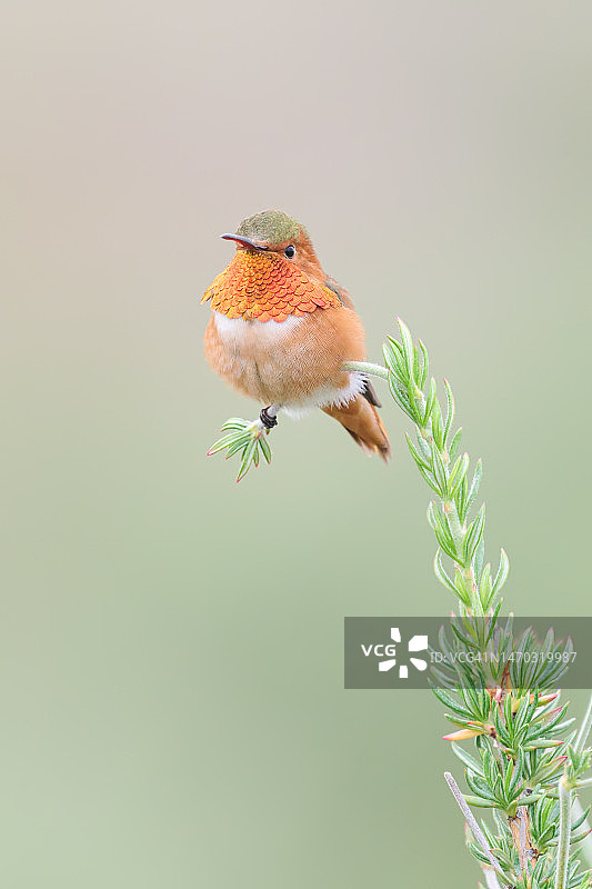蜂鸟栖息在植物上的特写，美国波托拉泉图片素材