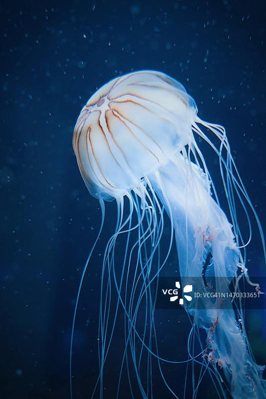 印度尼西亚水族馆中游泳的水母特写图片素材