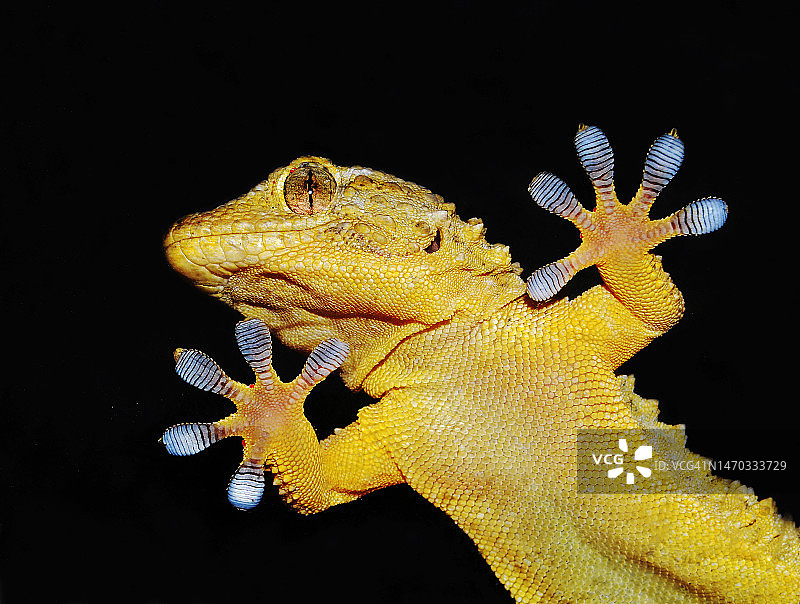 黑色背景下的壁虎特写，意大利图片素材