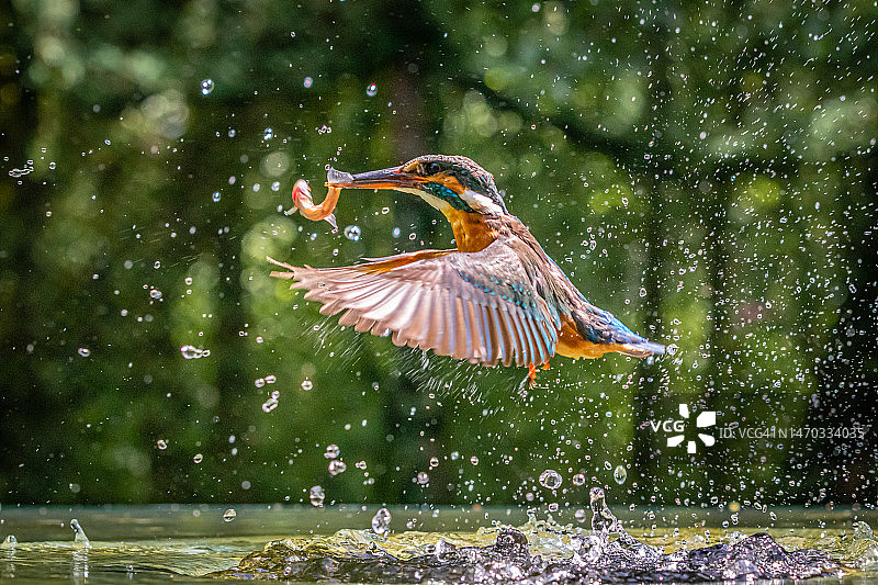 翠鸟飞越湖面特写，英国什罗普郡图片素材