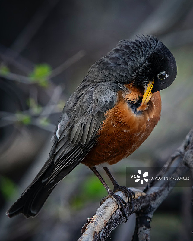 栖息在树枝上的美洲知更鸟特写，印度尼西亚图片素材