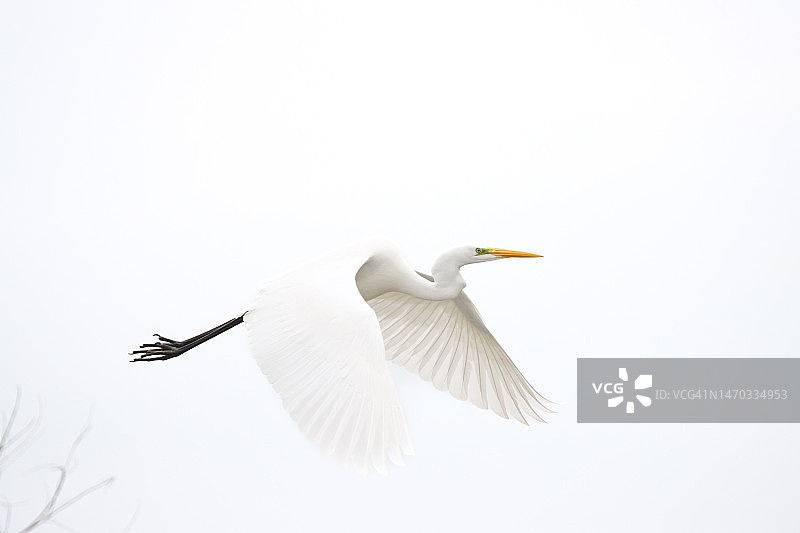 仰视角度拍摄的飞翔在晴朗天空下的大白鹭，匈牙利韦伦采湖图片素材