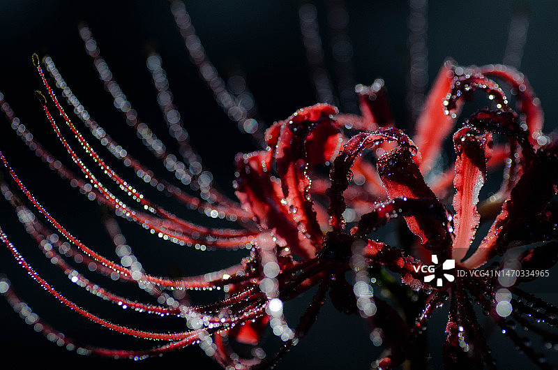 湿蜘蛛网特写图片素材