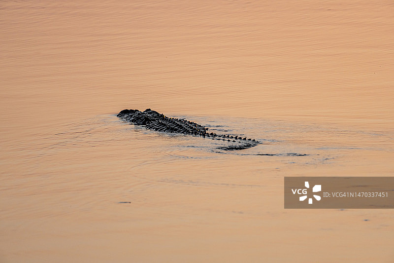 美国密西西比州湖中游泳的鳄鱼（高角度拍摄）图片素材