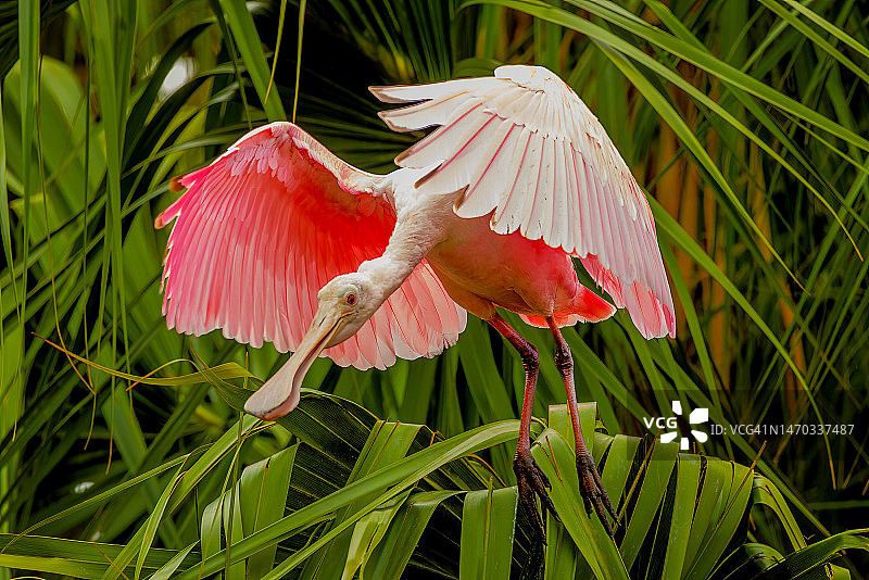 粉红琵鹭飞过植物的特写，美国图片素材