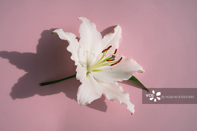 一朵白色复活节百合花特写，粉色背景，强烈阳光和阴影图片素材
