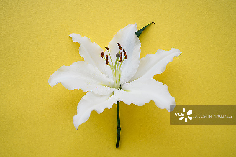 黄色背景上的白色复活节百合花特写图片素材