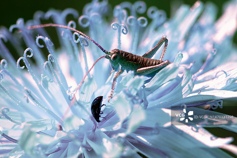 俄罗斯花朵上的昆虫特写图片素材