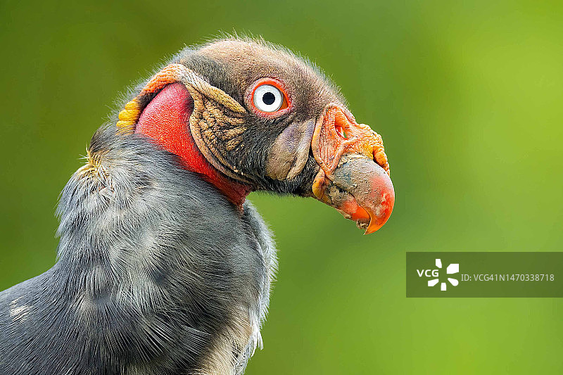哥斯达黎加阿拉胡埃拉省国王秃鹫侧视特写图片素材