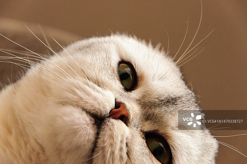 猫的特写肖像，俄罗斯阿尔泰边疆区巴尔瑙尔图片素材