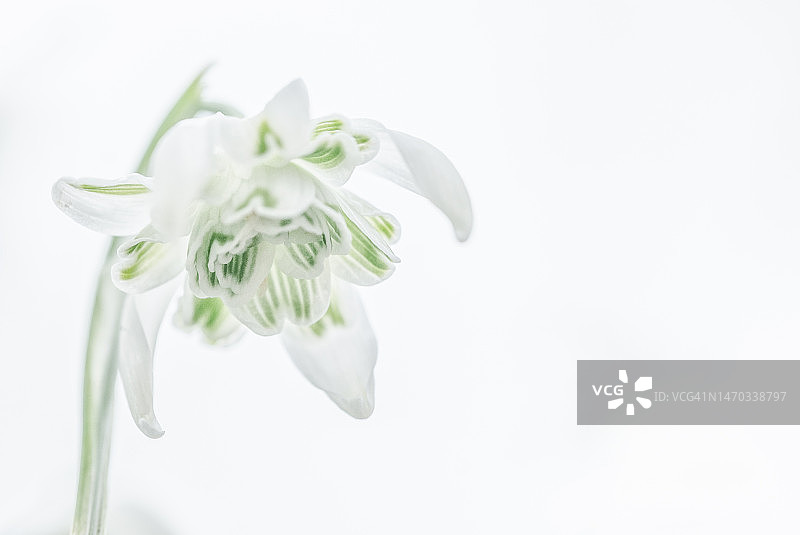 荷兰戈林赫姆白色背景下的白色花朵特写图片素材