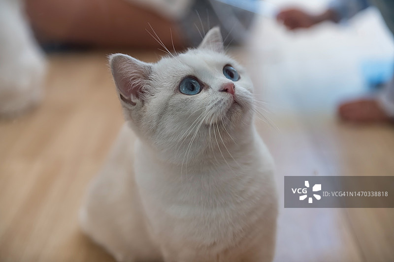 可爱的白色英国短毛幼猫图片素材