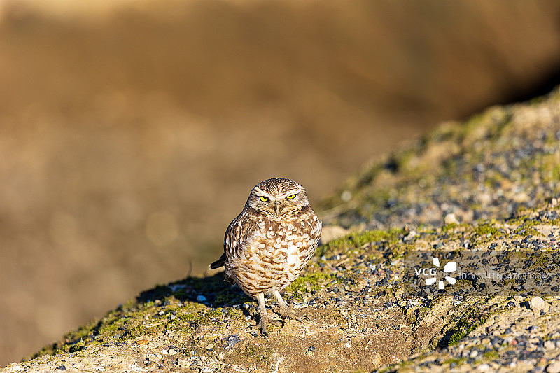 猫头鹰栖息在美国伍德布里奇生态保护区岩石上的特写图片素材