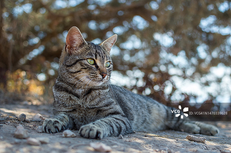 户外的猫咪特写，伊维萨岛，西班牙巴利阿里群岛图片素材