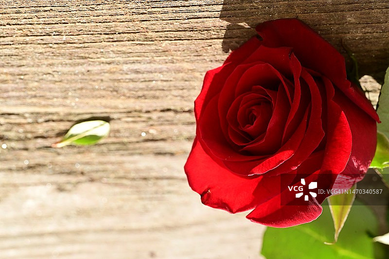 阳光下塞尔维亚花园里美丽的春花图片素材