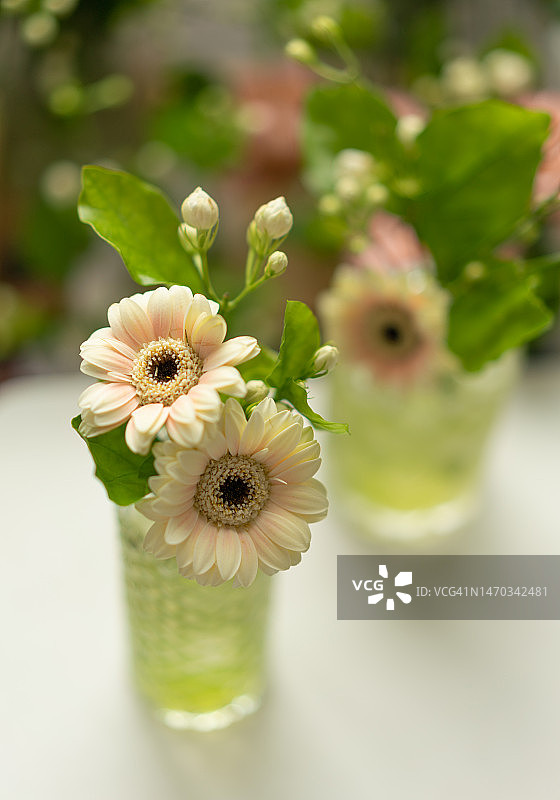 非洲菊图片素材